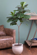 Ficus Lyrata Artificiale in Vaso con 34 Foglie Altezza 150 cm Verde