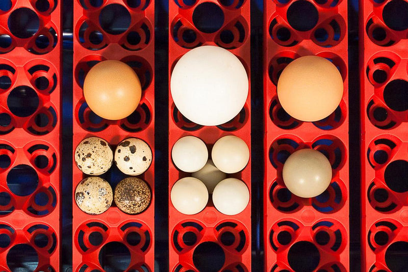 Incubatrice per Uova Automatica Professionale Borotto Real 24