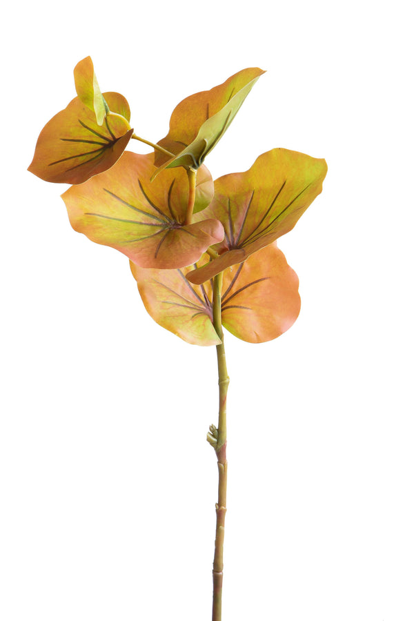 Set 12 künstliche Kalanchoe-Zweige, Höhe 74 cm, braun online