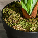 Pianta Artificiale Dracena H110 cm con Vaso Verde