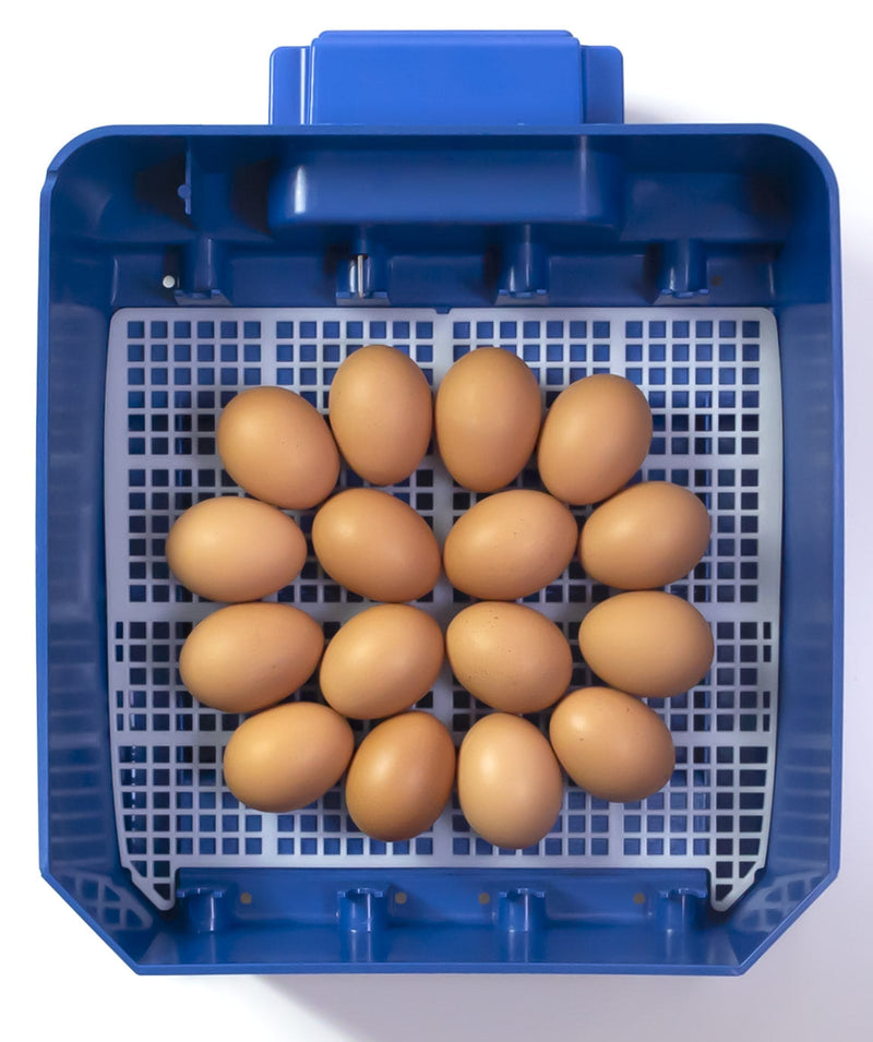 Incubatrice per Uova Termoisolante con Biomaster Borotto Lumia 16