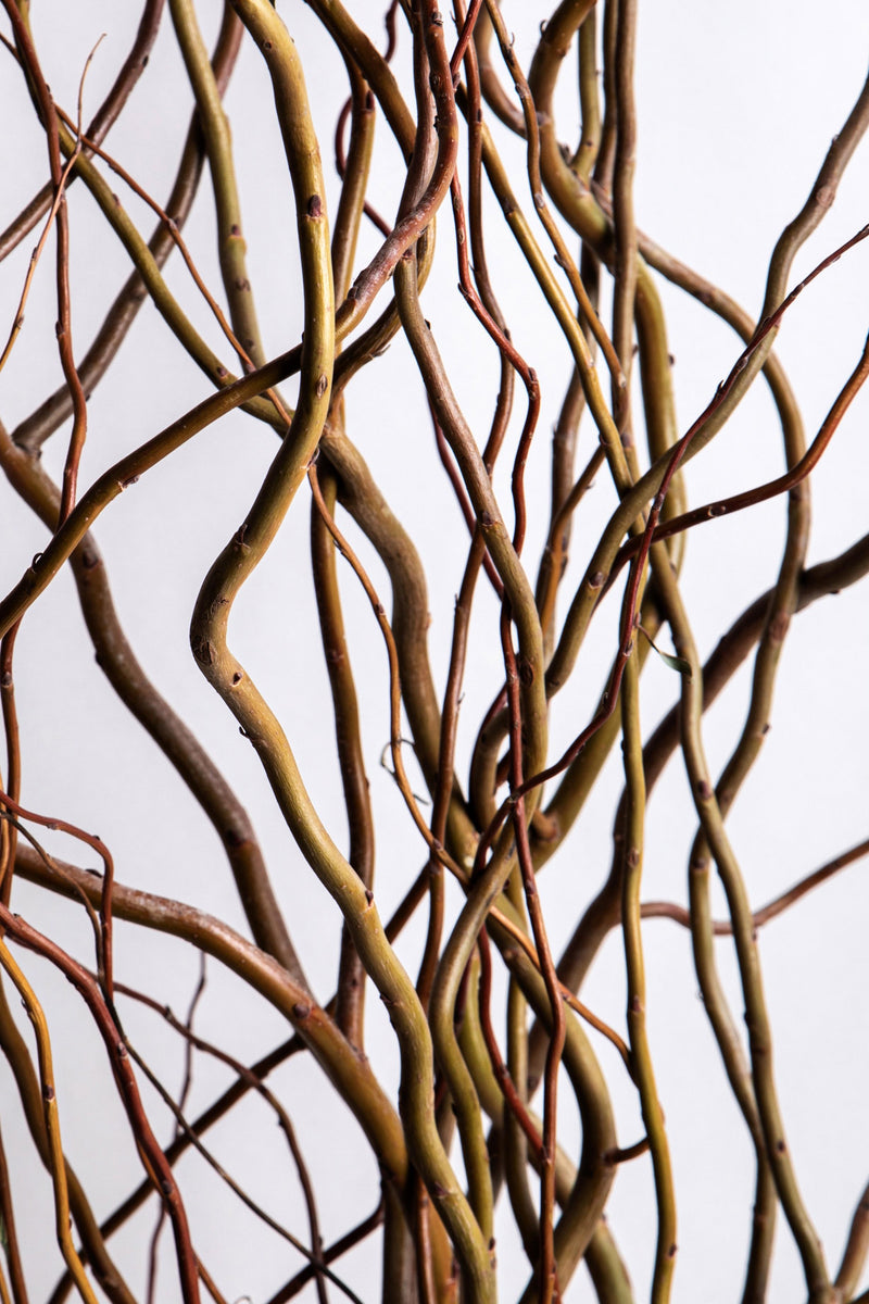 Set 20 Rami Naturali Salix 200 cm Nocciolo