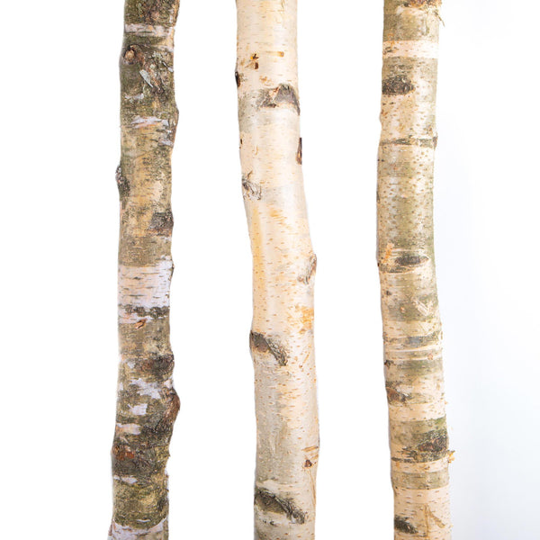 Künstlicher Birkenstamm Länge 240 cm online