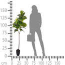 Ficus Lyrata Artificiale in Vaso con 34 Foglie Altezza 150 cm Verde