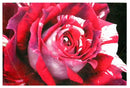 Quadro rosa rossa cm 80x60x2,8