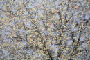 Dipinto su Tela Tree Simple 80x3,8x120 cm in Legno di Pino e Canvas Multicolor