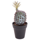 Set 6 Cactus Artificiale con Vaso Altezza 18 cm 