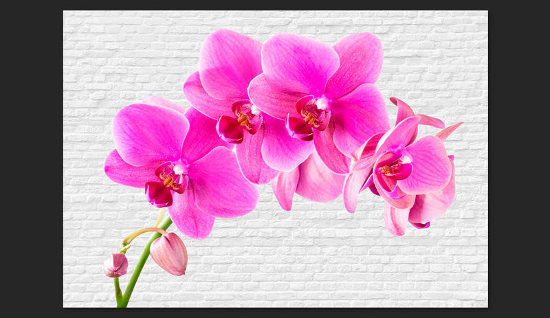 Fotomurale - Eccitazione Rosa Carta Da Parato Erroi