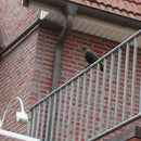 Corvo Dissuasore Statua Spauracchio Spaventa Passeri Piccioni 24,5 cm in Plastica Nero      