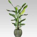 Telaio per Piante Rampicanti 60x14 cm a Forma di Traliccio