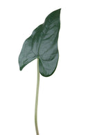 Set 12 Foglia Artificiali Anthurium 55 cm 
