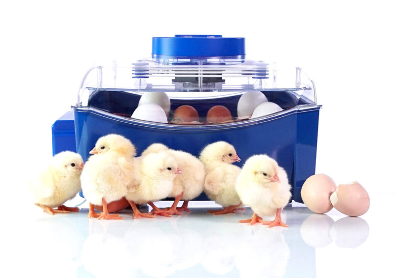 Incubatrice per Uova Termoisolante con Biomaster Borotto Lumia 16