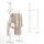 Stand Appendiabiti in Bambù 65x40x132-170 cm con 8 Ganci e Barra Portata 120 kg Bianco