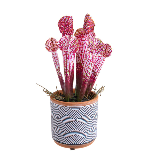 Set 4 Kunstpflanze Sarracenia in grauem Topf Höhe 26 cm prezzo