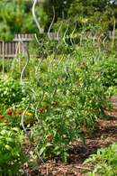 Set 10 Sostegni Tutori a Spirale per Piante Pomodori 150 cm in Acciaio Agrati