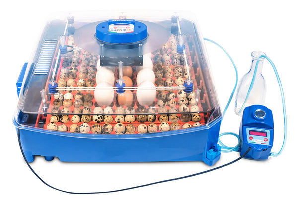 Incubatrice per Uova Professionale Borotto Lumia 56 Expert prezzo