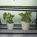 Serra da Balcone a 2 Ripiani 68x48x93 cm Telaio in Plastica e Struttura in Acciaio Verde      