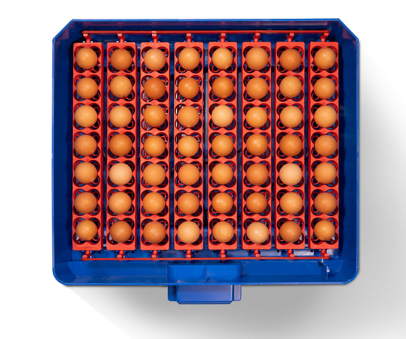 Incubatrice per Uova Professionale Borotto Lumia 56 Expert 