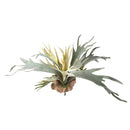 Set 2 Rami Artificiali Platycerium per 13 48 cm 