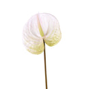 Set 6 Fiori Artificiali di Anthurium Altezza 70 cm Verde