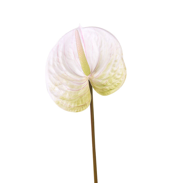 sconto 6er Set Anthurium Kunstblumen Höhe 70 cm Grün