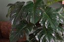Monstera Artificiale con Vaso Altezza 136 cm Verde