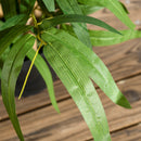 Pianta di Bambù Artificiale Alta 60 cm con Vaso in Cemento Ø15x12,5 cm in Poliestere e PP Verde      