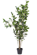 Alloro Artificiale con Vaso Altezza 150 cm Verde