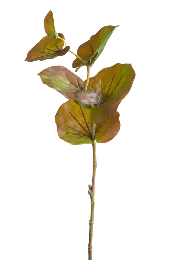 Set 12 künstliche Kalanchoe-Zweige, Höhe 74 cm, braun sconto