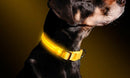 Collare regolabile luminoso a led Taglia M per cani e gatti Giallo