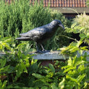 Corvo Dissuasore Statua Spauracchio Spaventa Passeri Piccioni 24,5 cm in Plastica Nero      