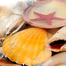 Set 12 Conchiglie Assortite con Cesti Larghezza 20 cm