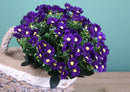 Set 4 Bouquet Artificiali di Cineraria Composto da 34 Fiori Artificiali Altezza 34 cm Viola