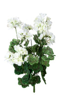 Set 2 Cespugli di Geranio H 54 cm