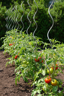 Set 10 Sostegni Tutori a Spirale per Piante Pomodori 150 cm in Acciaio Agrati