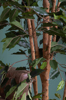 Ficus Artificiale con 1296 Foglie con Vaso Altezza 180 cm Verde