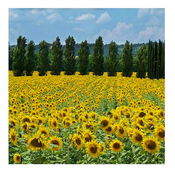 Elektrische Strahlungsplatte Wärmeplatte 60x60cm 450W Vannini Girasoli prezzo
