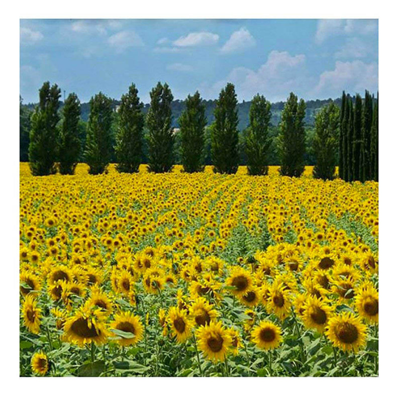 Pannello Radiante Elettrico Quadro Termico 60x60cm 450W Vannini Girasoli