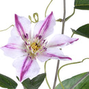 Set 4 Rami Artificiali di Clematis Composto da 2 Fiori Altezza 76 cm Bianco