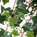 Set 2 Cadente Mini Edera Artificiale con 302 Foglie H50 cm Verde