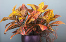 Set 2 Croton Pianta Artificiale Altezza 60 cm Arancio