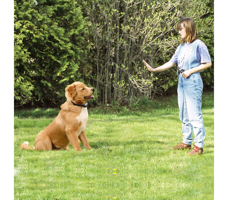 Collare per Addestramento dei cani a vibrazione con display luminoso