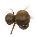 Cocco Artificiale x 3 Altezza 40 cm 