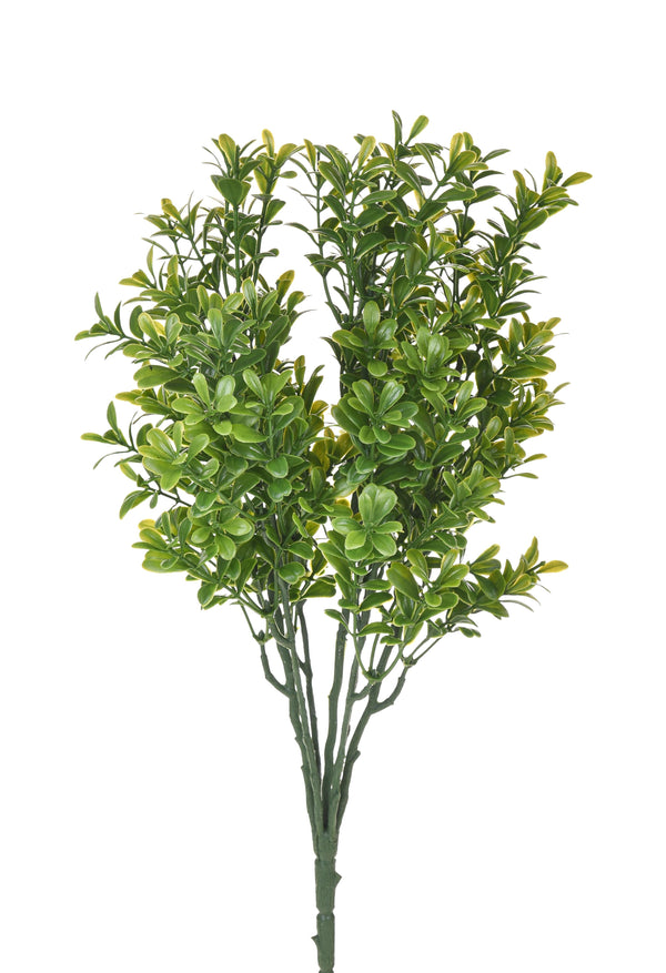 acquista Set 8 Cespugli Bosso Buxus Ø 38 cm