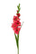Set 8 künstliche Gladiolenblüten Mini Höhe 74 cm Rot