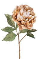 Set 6 Peonia Br/Gold H57 cm Beige