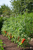 Set 10 Sostegni Tutori a Spirale per Piante Pomodori 180 cm in Acciaio Agrati