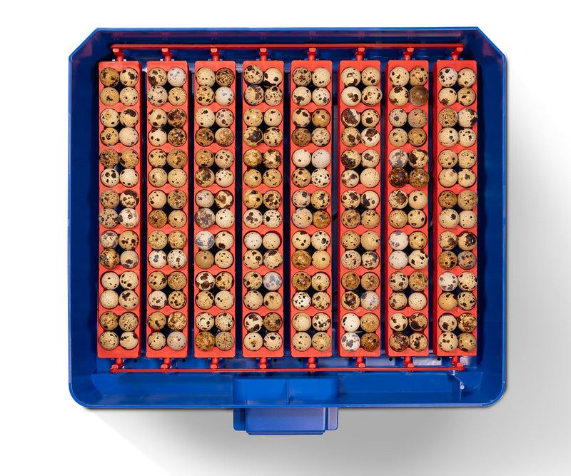 Incubatrice per Uova Professionale Borotto Lumia 56 Expert 