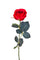 Set mit 12 halboffenen Kunstrosen, Höhe 37 cm, rot