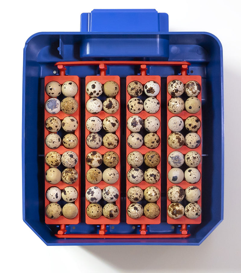 Incubatrice per Uova Termoisolante con Biomaster Borotto Lumia 16